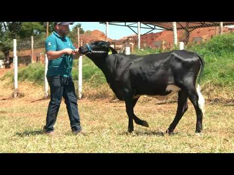 LOTE 41 • 5º LEILÃO GIROLANDO FAZENDA DIAMANTE • 725