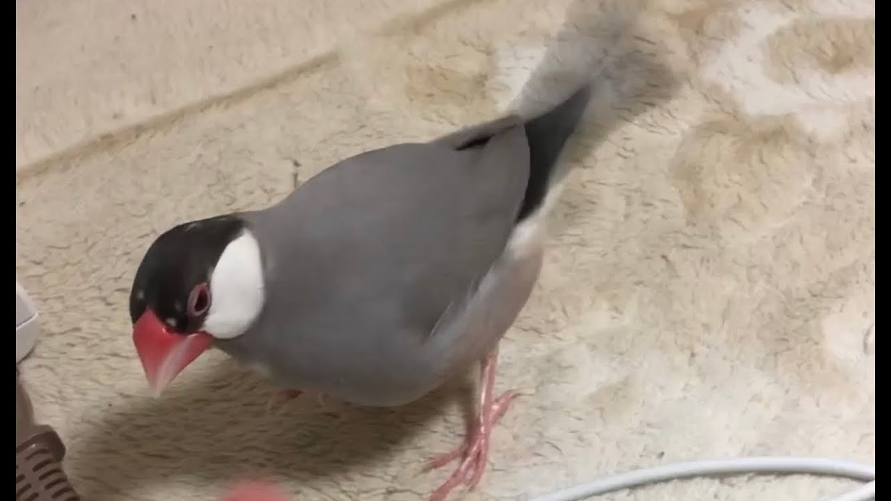 メス文鳥のダンスと尻尾フリフリ Youtube
