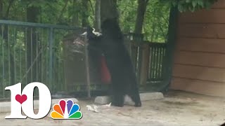 4th bear sibling from group of orphaned cubs found after mother bear euthanized around a month ago