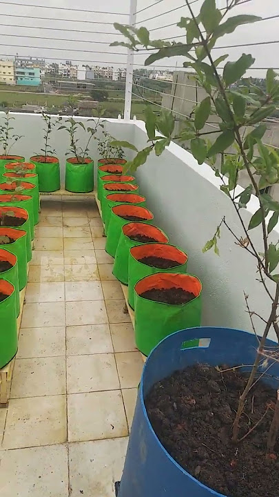 terrace garden setup 9962995335