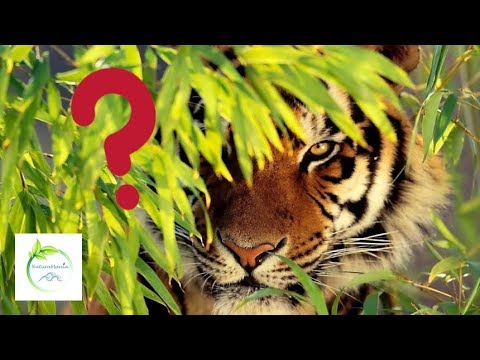Video: Il leopardo persiano. Vista a scomparsa. Descrizione
