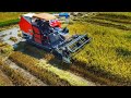 Amazing Rice Harvesting Machinery in Cambodia | Professional Operator Skills