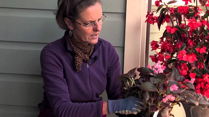 ¡Mantén tus begonias en forma óptima con el pinzamiento adecuado!