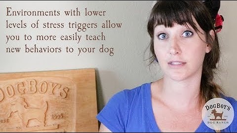 The Basic Process of Desensitization & Counterconditioning For Your Dog | Dog Training