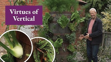 Growing Vegetables in Barrel Planters: From August Planting to October Abundance