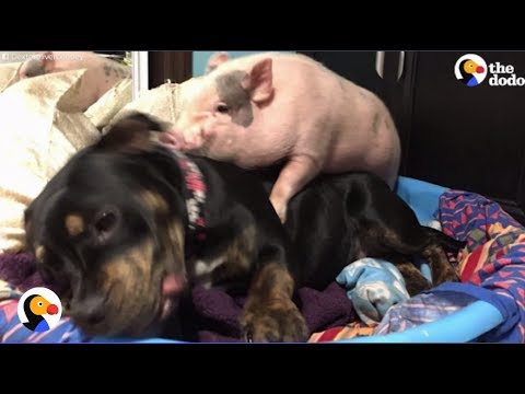 Pig, Dog Can't Stop Cuddling | The Dodo