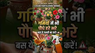 गर्मियों में पौधों में डाले ठंडी Potassium rich liquid खाद | sunday special | liquid fertilizer|#02|
