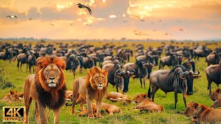 Our Planet | 4K African Wildlife - Great Migration from the Serengeti to the Maasai Mara, Kenya #18