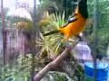 Turpial cantando y picando