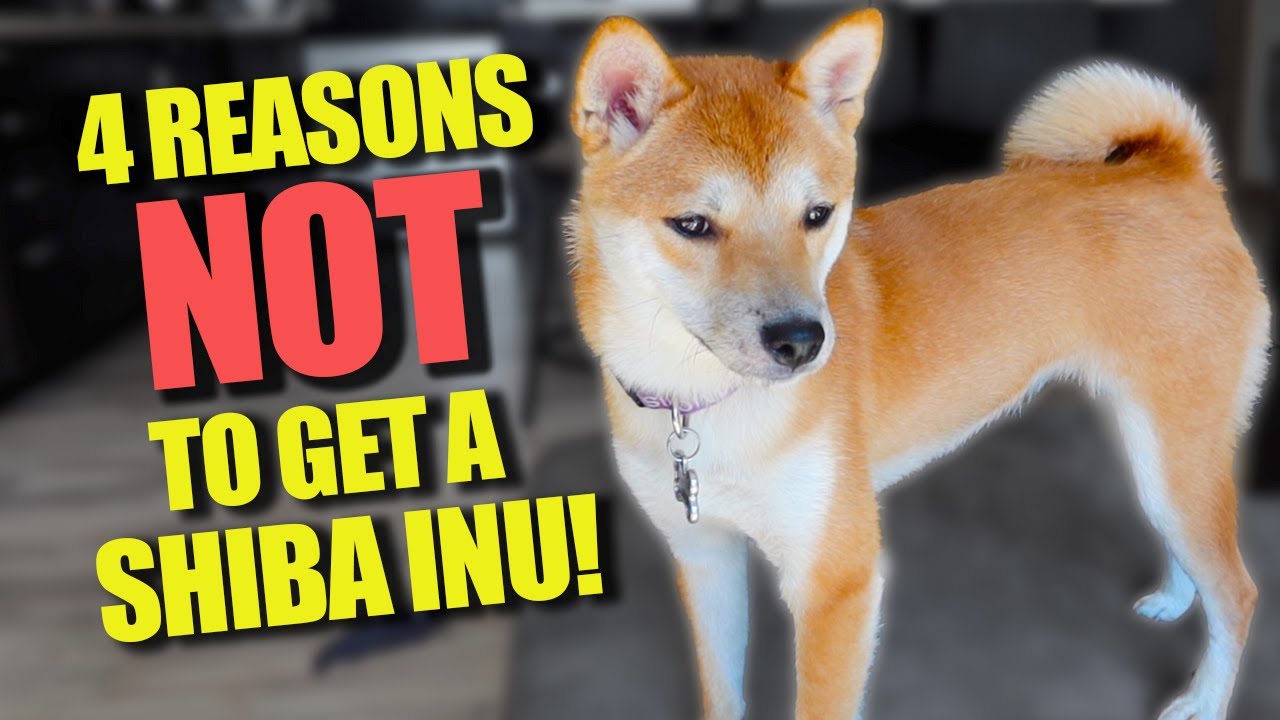 4 Reasons Why You Should Not Get A Shiba Inu Puppy