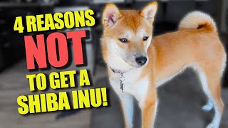 4 Reasons Why you should NOT get a Shiba Inu Puppy