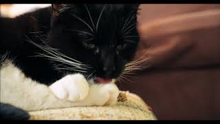 4K Video - AI_2 tune with Kelly Lacy video