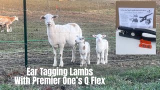 Ear Tagging Lambs