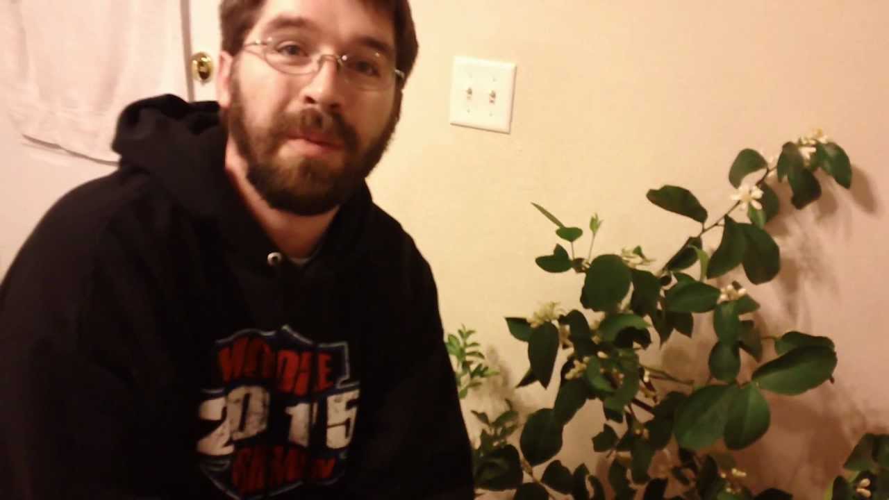 Easiest way to do Indoor Pollination