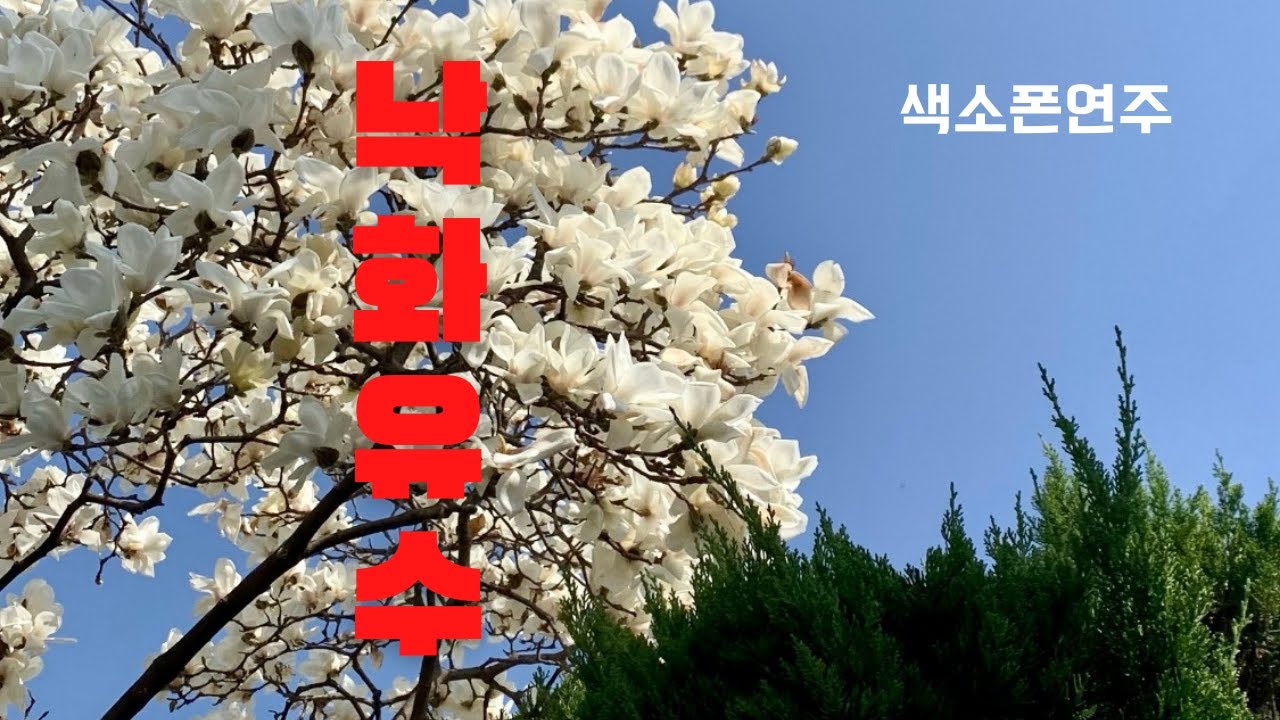 (색소폰연주) 낙화유수 (落花流水) Flowers fall on the flowing water #남인수 #주현미 #이미자 #송해 #조명섭 #색소폰연주 Tenor Saxophone