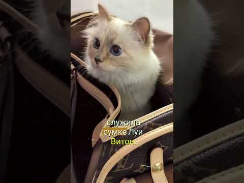 Кошка на 200 миллионов