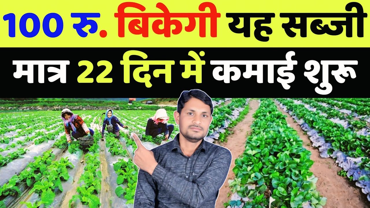 पूरे साल 100 रु किलो बिकती है यह सब्जी 1 एकड़ से 5 लाख की कमाई होगी | mogri ki kheti kaise karen