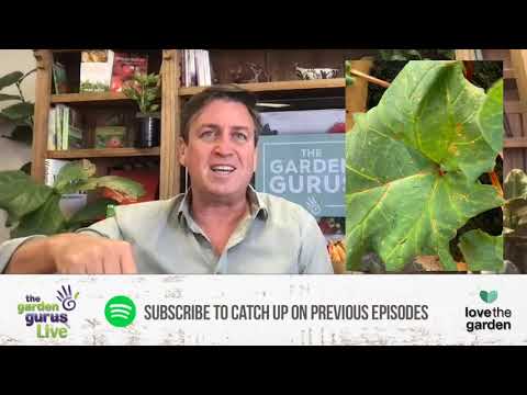 Video: Strap Leaf Caladium Care – Tasma bargli kaladyum navlarini etishtirish