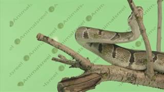 Snake moving green screen close up video-31. Green screen animals stock footage.