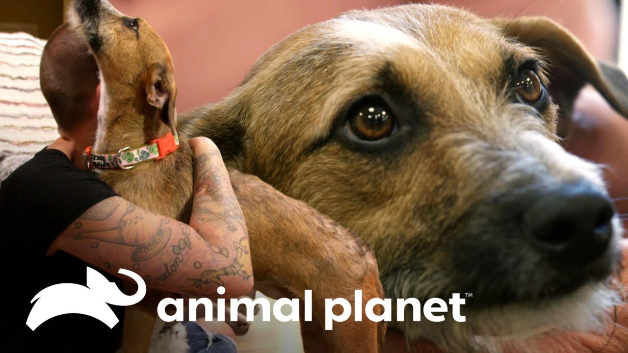 Egypt deixa timidez de lado e faz vários amigos | Família ao Resgate | Animal Planet Brasil video editing software free