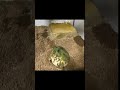 Why did he do that😭 #frog #spin #timelapse