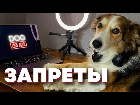 Разбираю ваши запреты 🎙️ Прямой эфир по командам Фу и Нельзя🐩
