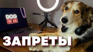 видео: Собака не слушает «нельзя» 🎙️ разбираем реальные ошибки картинка: Собака не слушает «нельзя» 🎙️ разбираем реальные ошибки