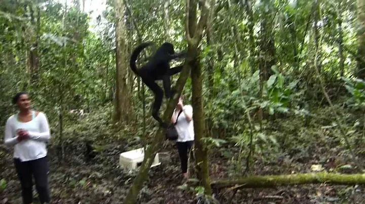 Natuurbehoud Peru - Spidermonkey release met Projects Abroad