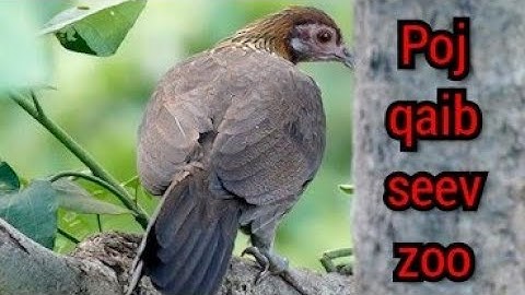 tiếng gà mái rừng suab poj qaib seev zoo heev 💯