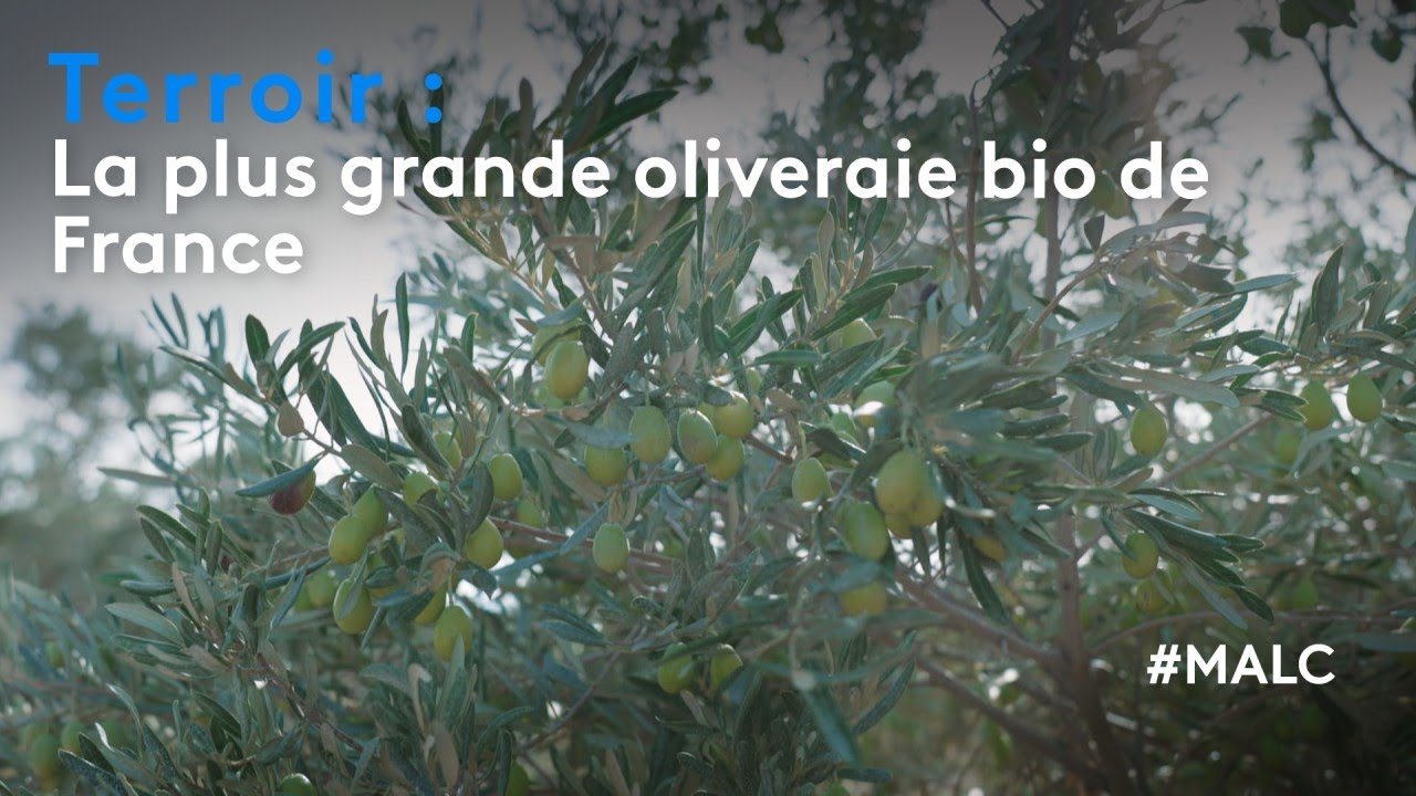Terroir : la plus grande oliveraie bio de France