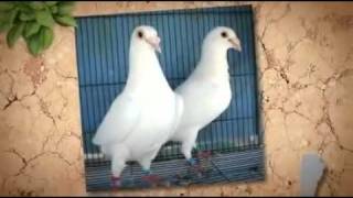 Ceremonial WHITE DOVE RELEASE