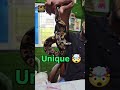 Ball python #birdparadise #9040800218 #birds #shortvideo #parrot
