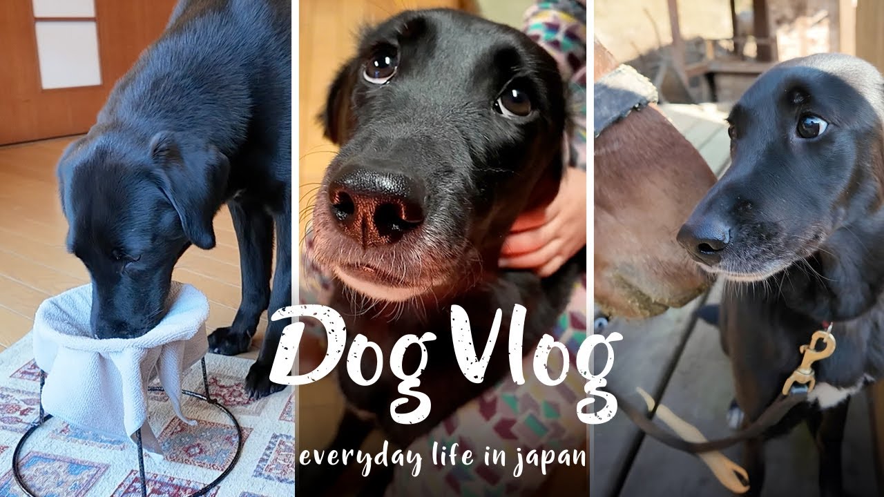 Dog Vlog] Tsuki and my morning routine | A day in the life - YouTube