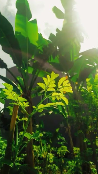 STORY WA || Satisfying ||  Refreshing || Relaxing ||