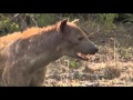 Hyena Craziness AM Drive 01/11/16