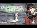 【野鳥観察】野鳥200種撮影企画始動!水辺の探鳥でミコアイサ! Vlog1