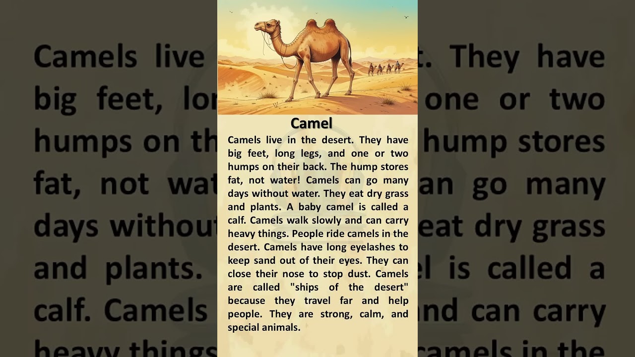 Camel 