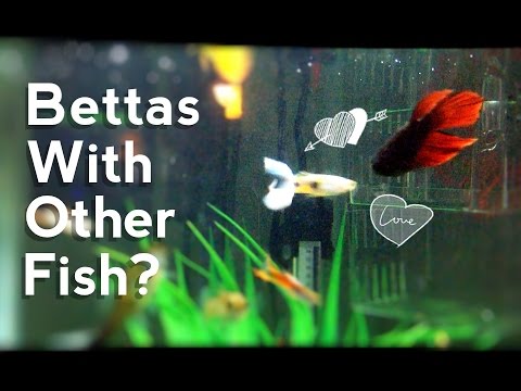 video phone beyonce mp3 How To Keep Bettas With Other Fish