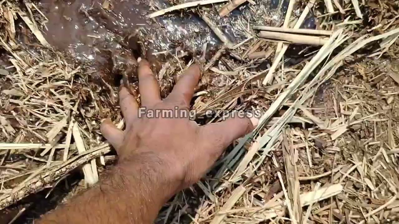 ಕುಳೆ ಕಬ್ಬಿನಲ್ಲಿ ಮೊದಲ ಹದಿನೈದು ದಿನದಲ್ಲಿ ಮಾಡಬೇಕಾದ ಕೆಲಸಗಳು #farming #sugercanefarming #intercropping 