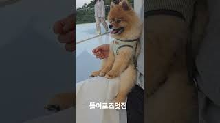 #수제강아지산책리드줄 #강아지산책리드줄 #강아지간식 #애견용품