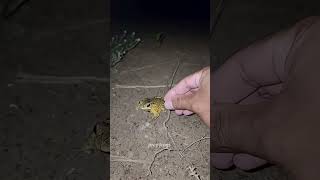 Epic Big Frog Catch | Try Not To Laugh Challenge | Wepwep Funniest Moments😂