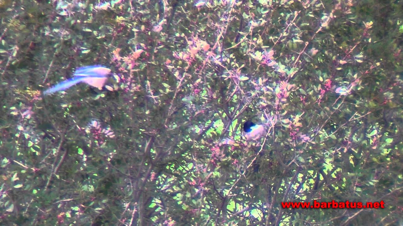 Rabilargo ( Cyanopica cyana ) Azure-winged Magpie 
