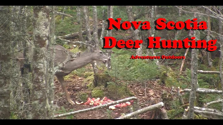 Nova Scotia deer Hunt