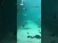 Huge Stingray at SEA LIFE Sydney! #shorts #feed #stingray #sealife #aquarium #ytshorts