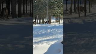 Whitetail Deer - Northern WI Life