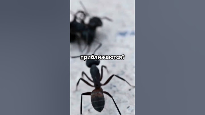 Муравей-самоубийца: насекомое-камикадзе из джунглей!#муравей, #жуткиенасекомые, #камикадзе, #природа