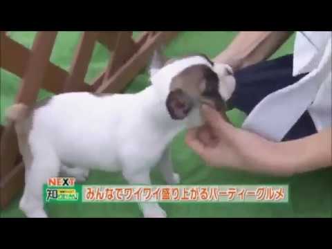 フレンチブルドック 生放送中にスカートを Youtube