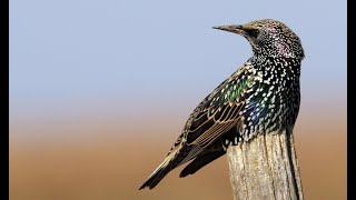 My backyard is full of Starlings !