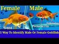 5 Way To Identify Male Or Female Goldfish