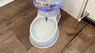 Amazon Basics Gravity Pet Waterer for Dogs and Cats Review